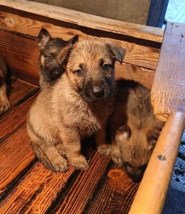 Немски овчарки мъжки и женски