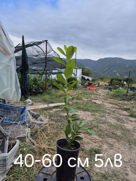 Лавровишна за жив плет