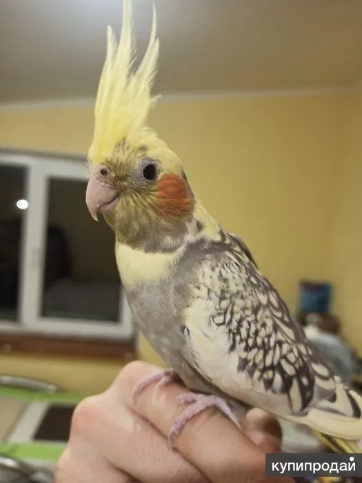 Большой выбор ручных корелл