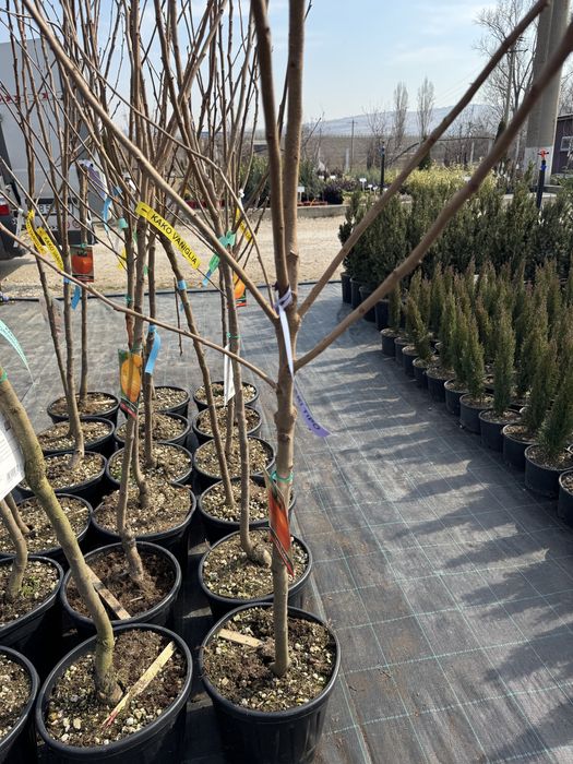 Kaki anul 6 si 7 diferite soiuri