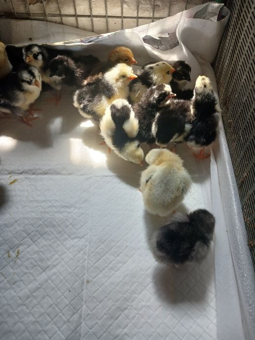 Продам цыплят суточных