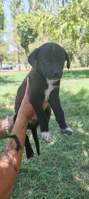 Щенки бесплатно в хорошие руки