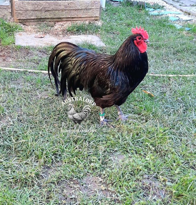 Rezervare pui Australorp și Marans
