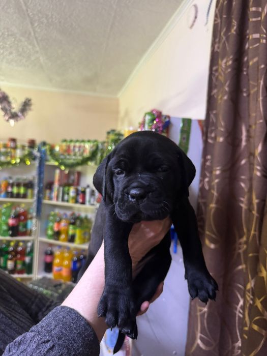 Продажа щенков Кане Корсе