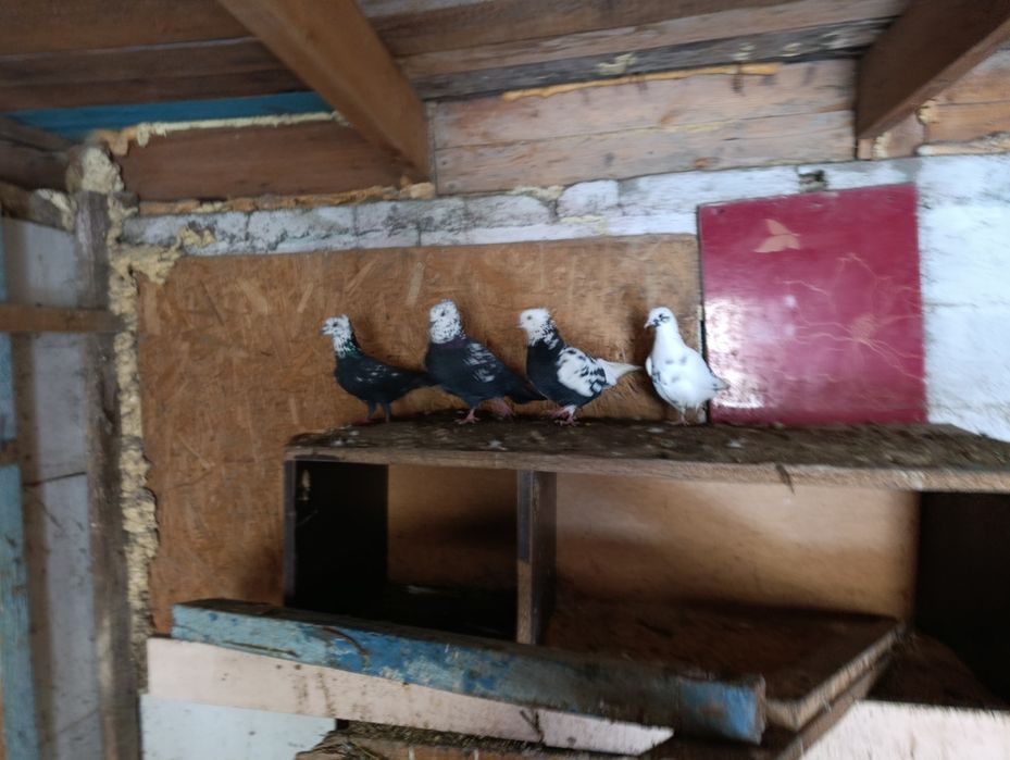 Голуби бакинцы 6 шт