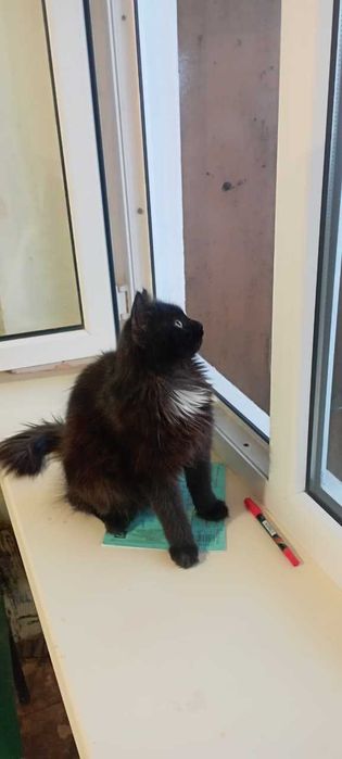 Отдам милую кошку