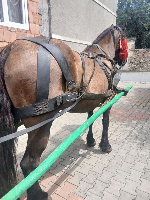 Iapa neagra de 7 ani garantata