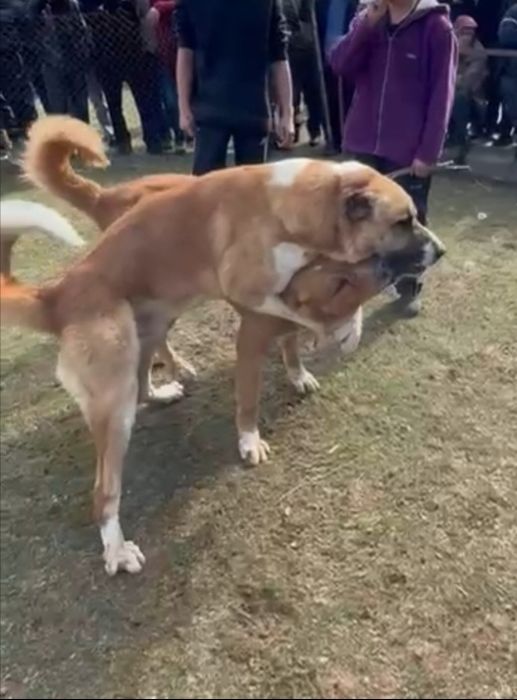 Ургашы төбет кушык