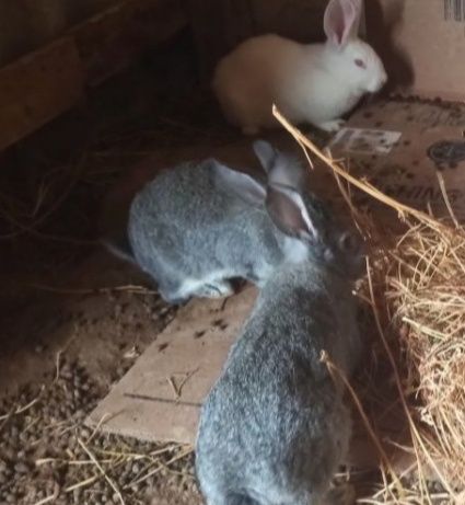 Куёнлар сотилади