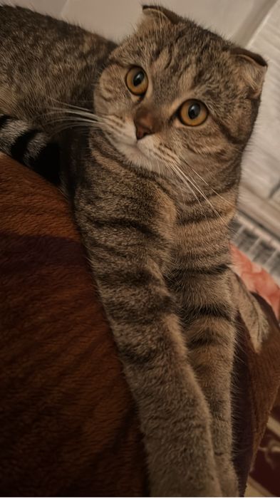 қыз мысық вислоухая кошка