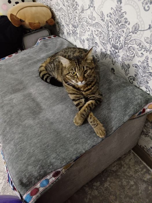 Кошка кошка кошка