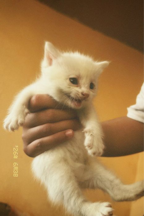 Котенок ,белый,1месяц