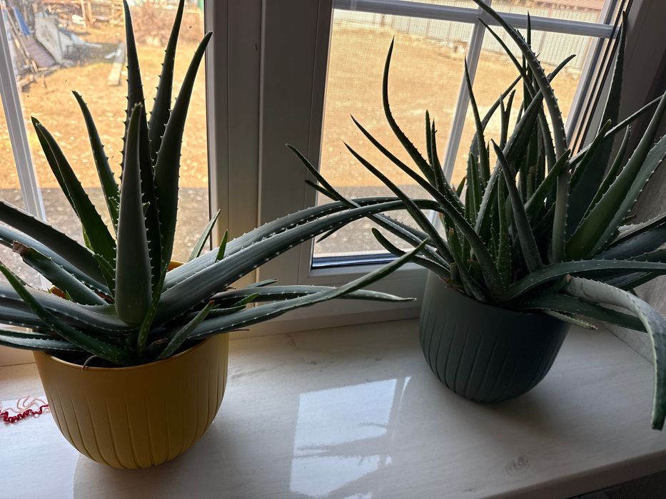 Продам отростки алое