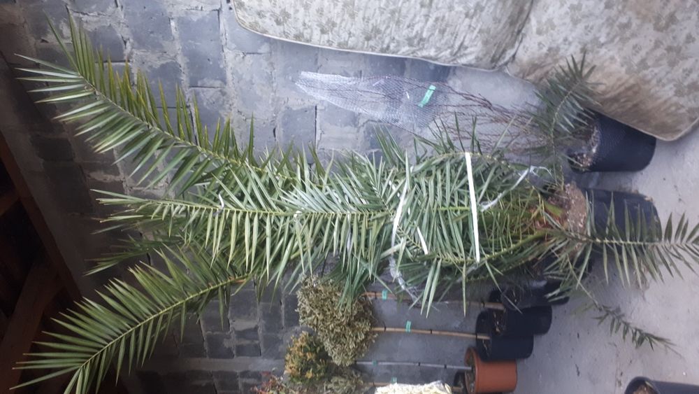 Artar tuia Magnolia brazi mesteacan