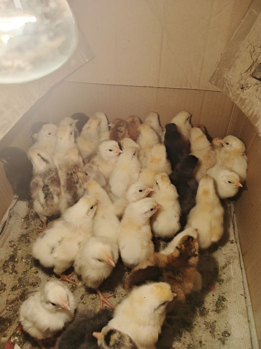 Продам суточных цыплят