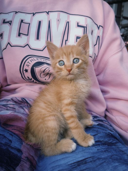 Рыжий котонек мальчик