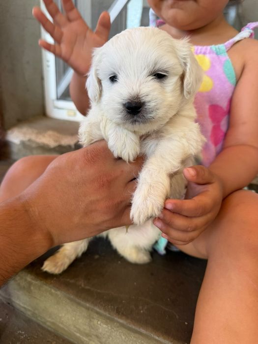 Bichon talie mica