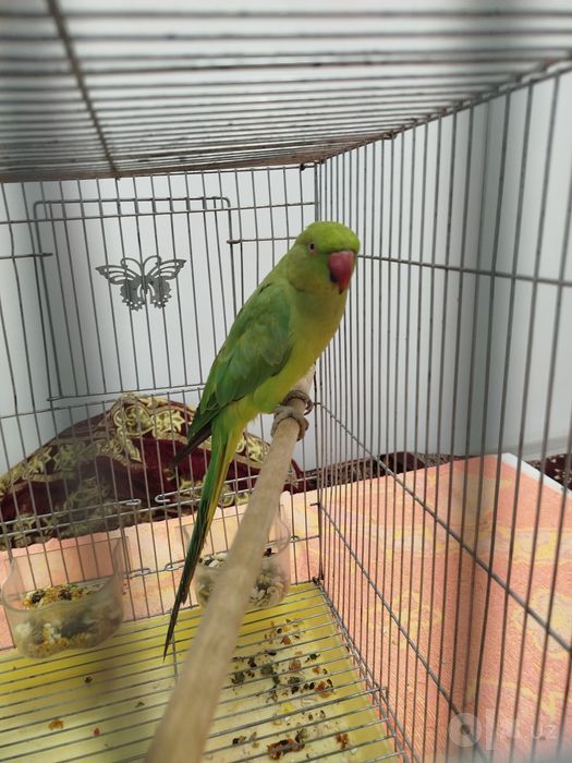 Anjirella toʻti sotiladi