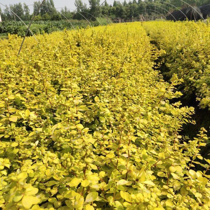 Qizil va Sariq barbaris ko'chatlari va urug'ilari sotiladi