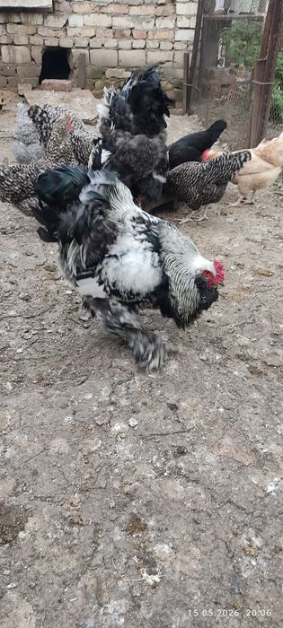 Продам милых цыпок.