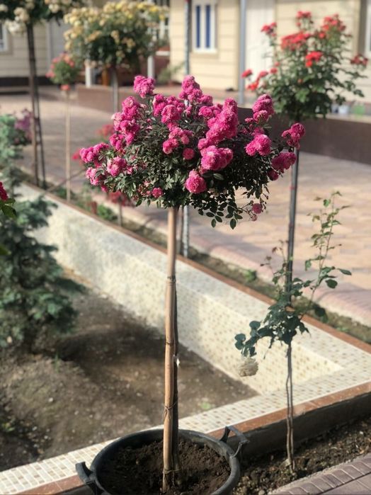 Декоративные розы