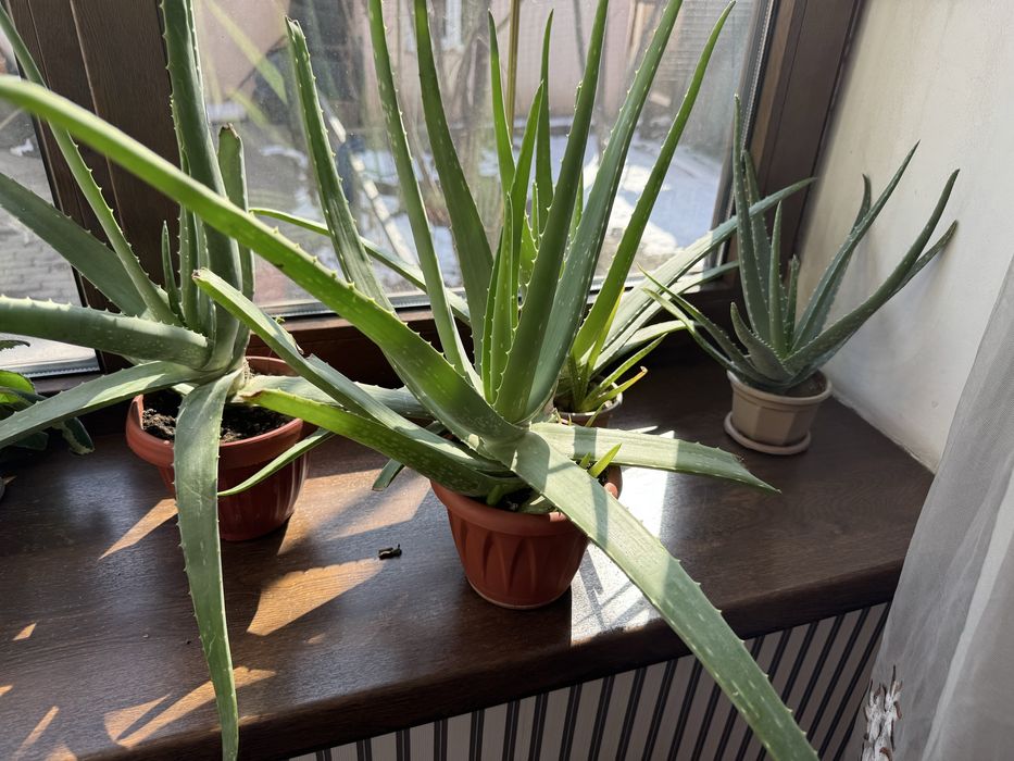 Продам цветы Алоэ