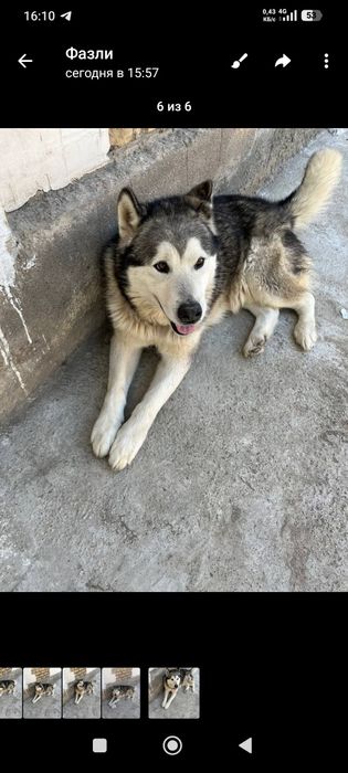 Собака хаски срочно
