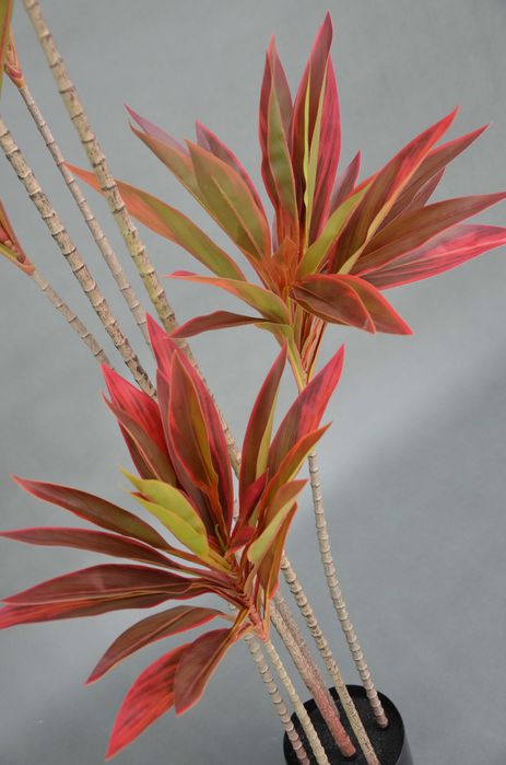 Дерево Кордилина 175см