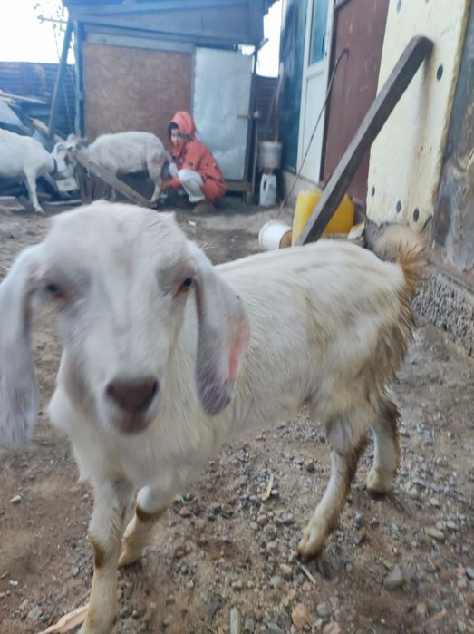 Сұтті ешкі дақтары сатылады еркек лақтар