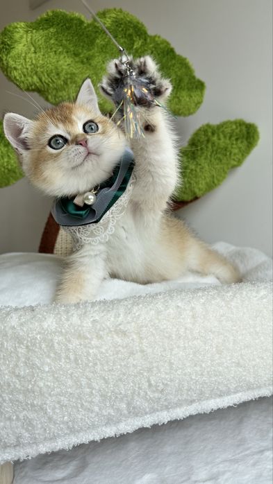 Baietel British Shorthair Chinchilla Gold , cu certificat Pedigree