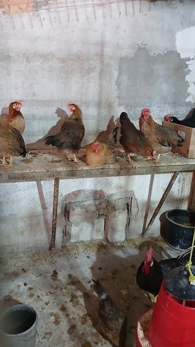 Gaini, puicute italiene