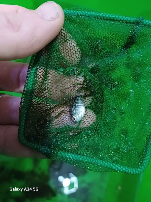 Продам сапфировые попугаи