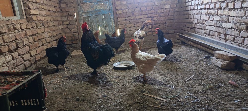 Товук ва жужалар сатилади нархини келишамз