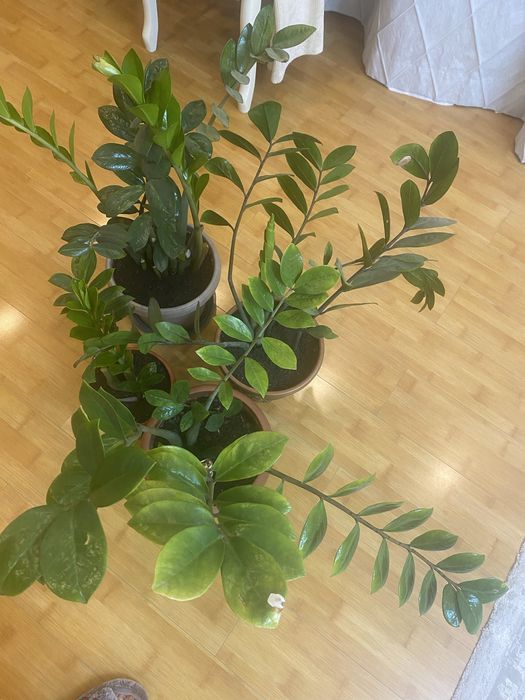 Комнатные растения