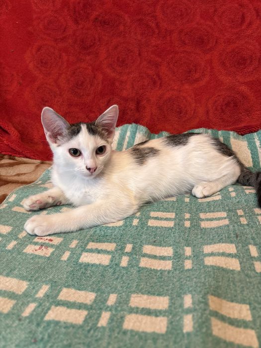 Котенок мальчик ищет дом