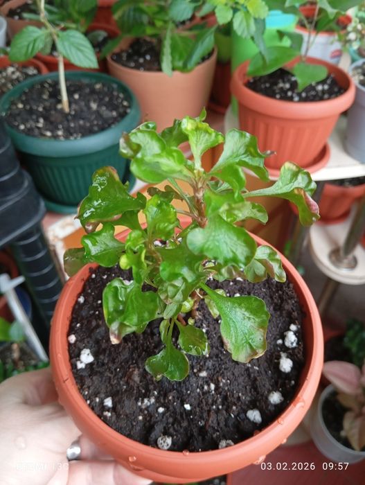 Продам цветы комнатные