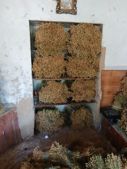 Продаётся гармала