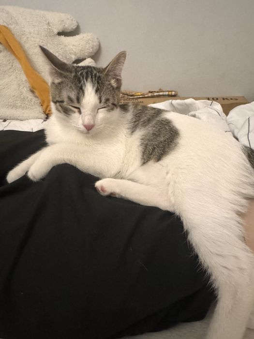 Котёнок ищет добрые и заботливые руки!
