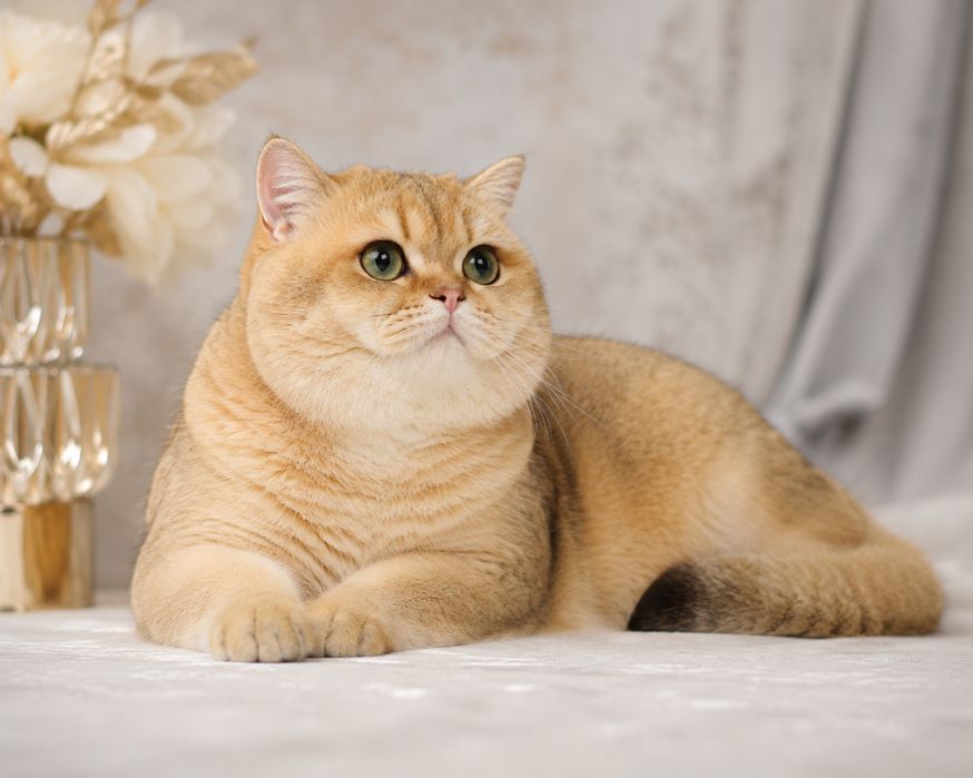 Кот на Вязку ищет невесту