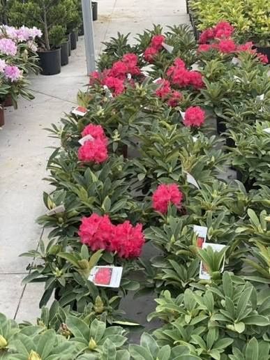 Rhododendron (Trandafir de Munte )