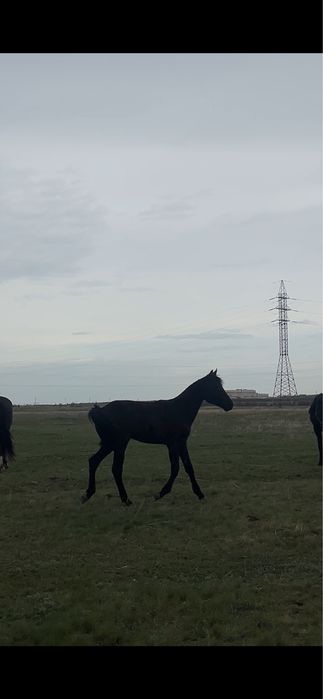 Молодой жеребчик тай