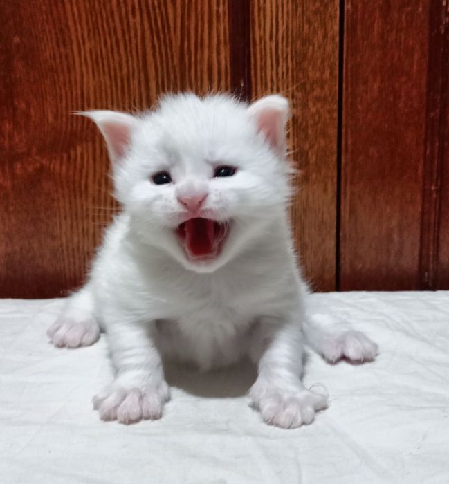 Котята породы Мейн Кун