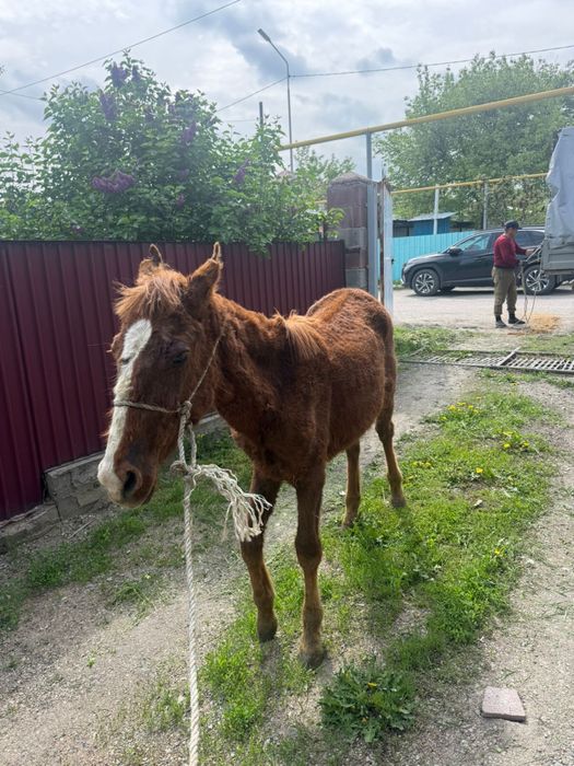 Бир жастан аскан тай сатылады
