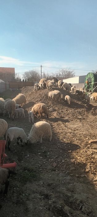 Miei crescuti ecologic