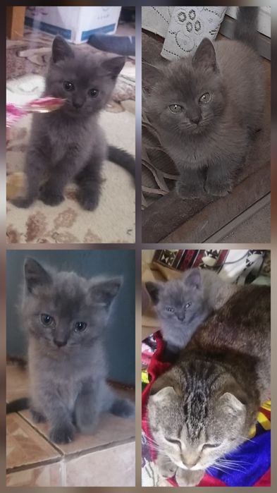 Отдам кошечку 2 месяца
