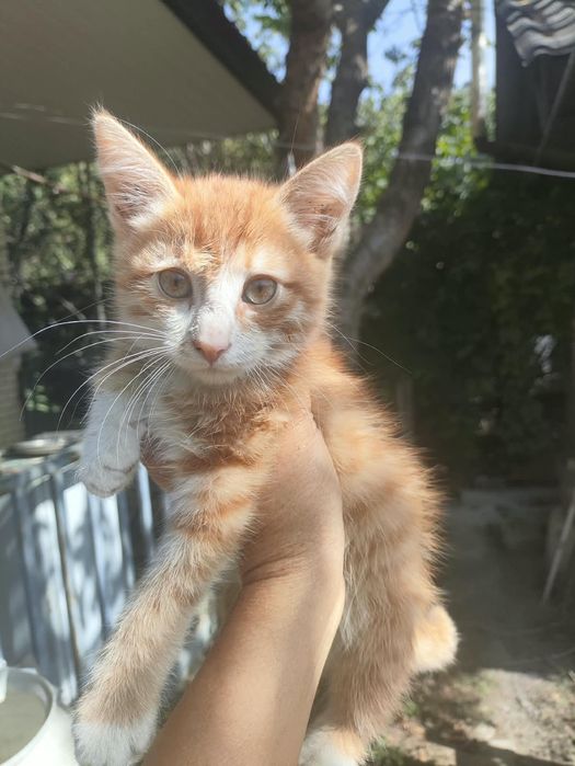 Отдам котят в хорошие руки