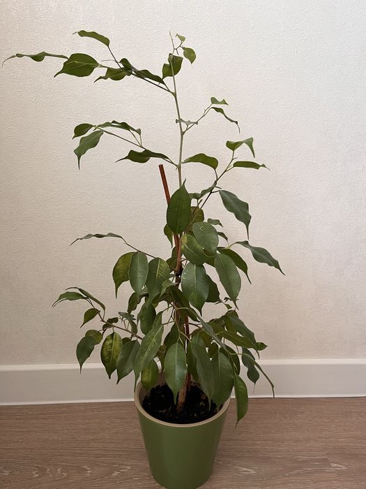 Фикус Бенджамина