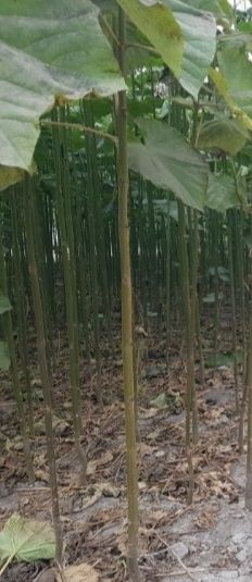 Арча.  Сасна элдарски буйи 1.5 метрдан 3.5 метргача