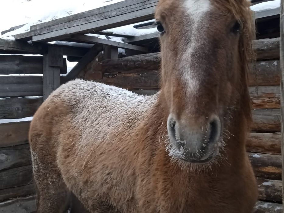 Жеребчик 1,5 года