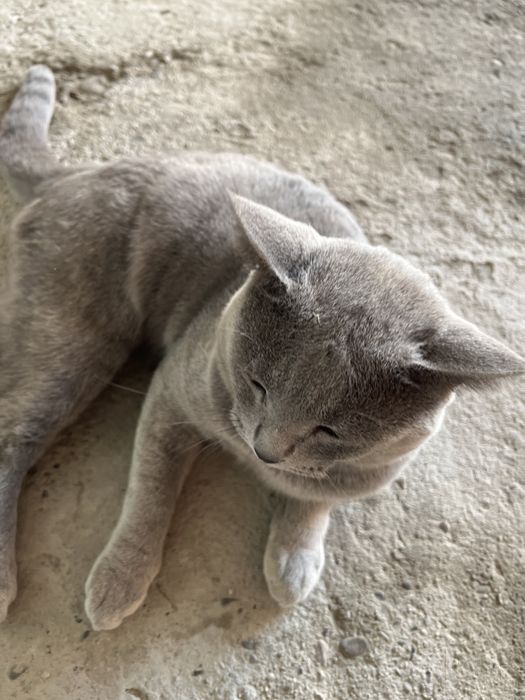 Кошка малчик британский скотиш фолд 100$